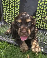 Holly, a female Cocker Spaniel for sale in Clyde, NY – 1 of 5