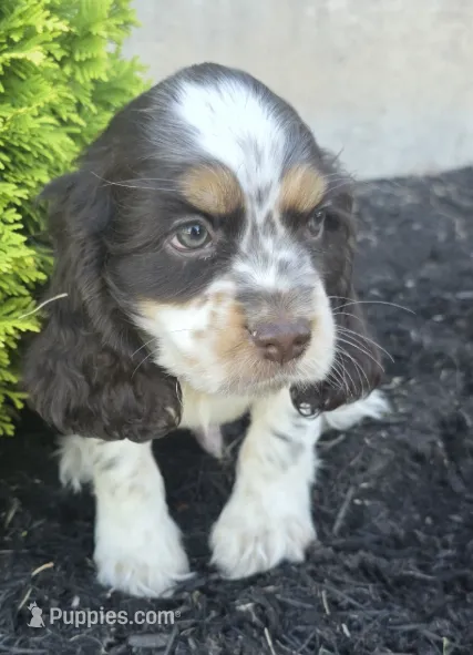 Cooper – Cocker Spaniel puppy for sale in Clyde, NY