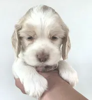 Charlie, a male Cocker Spaniel for sale in Clyde, NY – 1 of 1