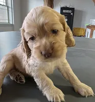 Bruce, a male Cocker Spaniel for sale in Clyde, NY – 2 of 2
