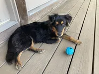 Lilly, a female Australian Shepherd for sale in Spencer, IN – 2 of 4