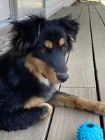 Lilly, a female Australian Shepherd for sale in Spencer, IN – 3 of 4