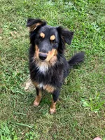 Lilly, a female Australian Shepherd for sale in Spencer, IN – 4 of 4