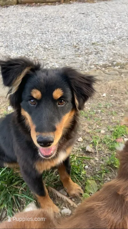 Lilly – Australian Shepherd puppy for sale in Spencer, IN