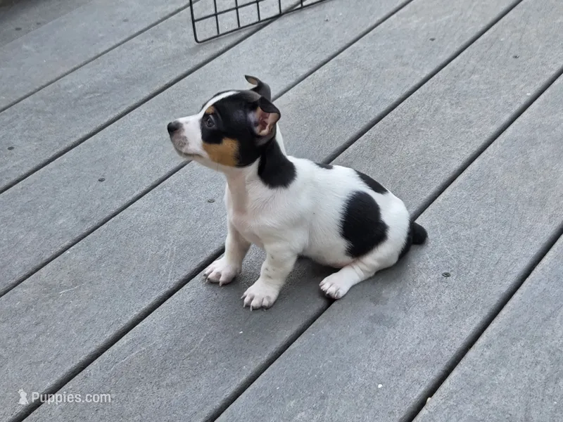 Boy 3 – Teddy Roosevelt Terrier puppy for sale in Bloomington, IL