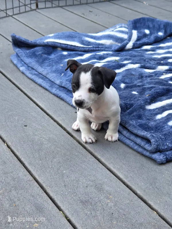 Boy 1 – Teddy Roosevelt Terrier puppy for sale in Bloomington, IL