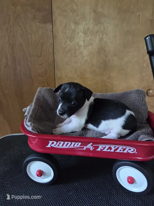 Girl 3 – Teddy Roosevelt Terrier puppy for sale in Bloomington, IL