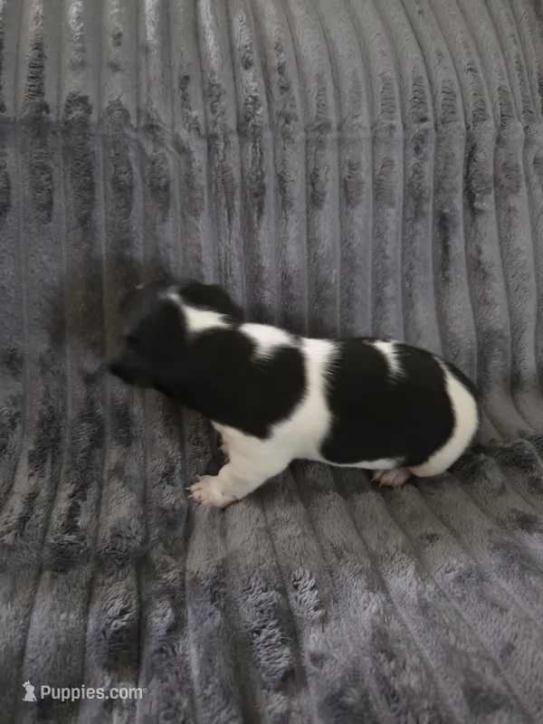 Boy 2 – Teddy Roosevelt Terrier puppy for sale in Bloomington, IL