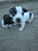 Boy 1, a male Teddy Roosevelt Terrier for sale in Bloomington, IL – 2 of 5