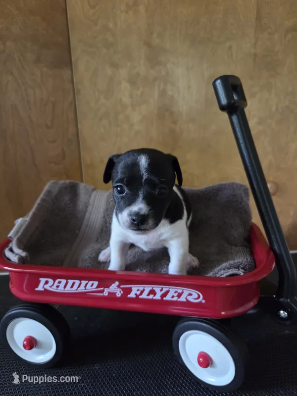 Girl 1 – Teddy Roosevelt Terrier puppy for sale in Bloomington, IL