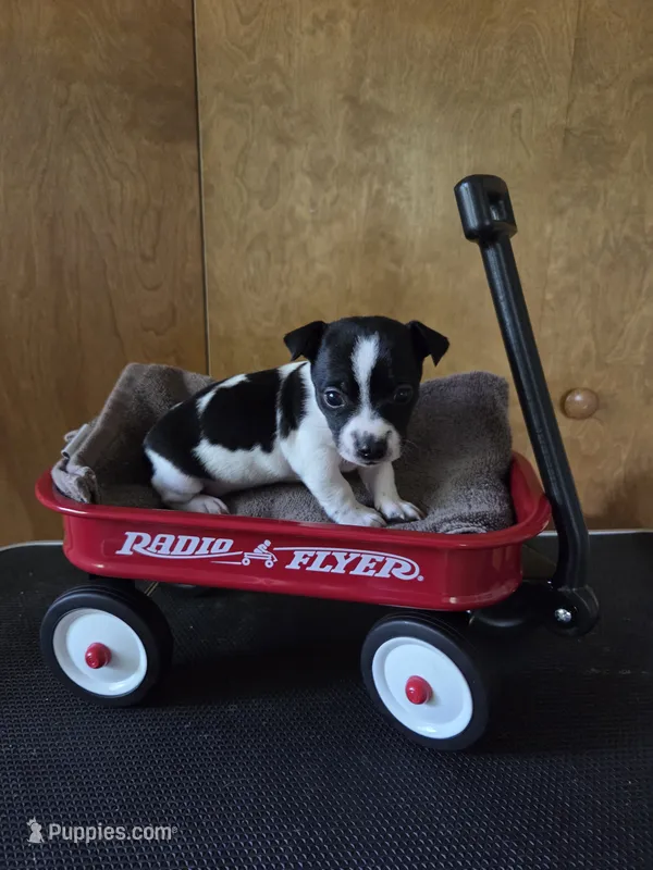 Boy 2 – Teddy Roosevelt Terrier puppy for sale in Bloomington, IL