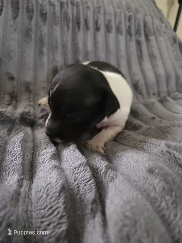 Girl 3 – Teddy Roosevelt Terrier puppy for sale in Bloomington, IL