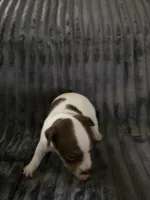 Girl 2, a female Teddy Roosevelt Terrier for sale in Bloomington, IL – 2 of 6