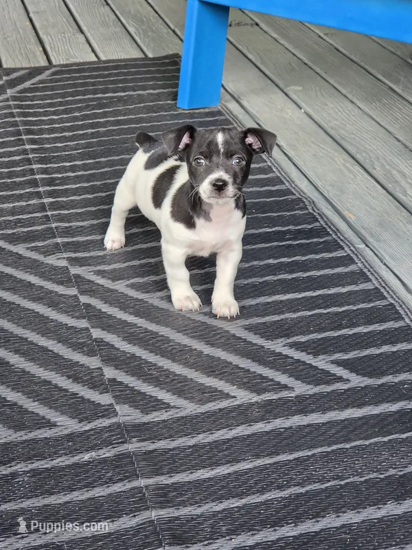 Girl 1 – Teddy Roosevelt Terrier puppy for sale in Bloomington, IL