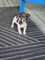 Girl 1, a female Teddy Roosevelt Terrier for sale in Bloomington, IL – 1 of 1