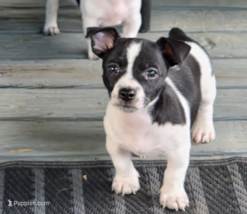Boy 2 – Teddy Roosevelt Terrier puppy for sale in Bloomington, IL