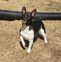 Boy 1, a male Teddy Roosevelt Terrier for sale in Bloomington, IL – 5 of 5