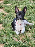 Girl 2, a female Teddy Roosevelt Terrier for sale in Bloomington, IL – 6 of 6