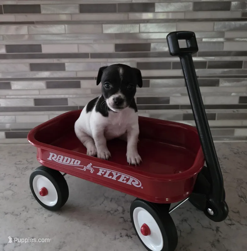 Girl 1 – Teddy Roosevelt Terrier puppy for sale in Bloomington, IL