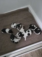 Boy 3, a male Teddy Roosevelt Terrier for sale in Bloomington, IL – 2 of 4