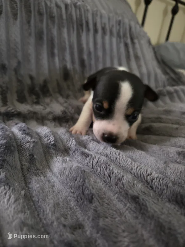 Boy 3 – Teddy Roosevelt Terrier puppy for sale in Bloomington, IL
