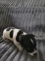 Girl 1, a female Teddy Roosevelt Terrier for sale in Bloomington, IL – 2 of 5
