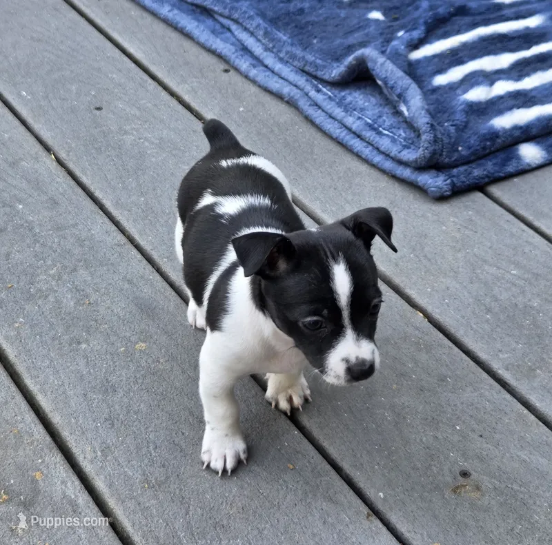 Boy 2 – Teddy Roosevelt Terrier puppy for sale in Bloomington, IL