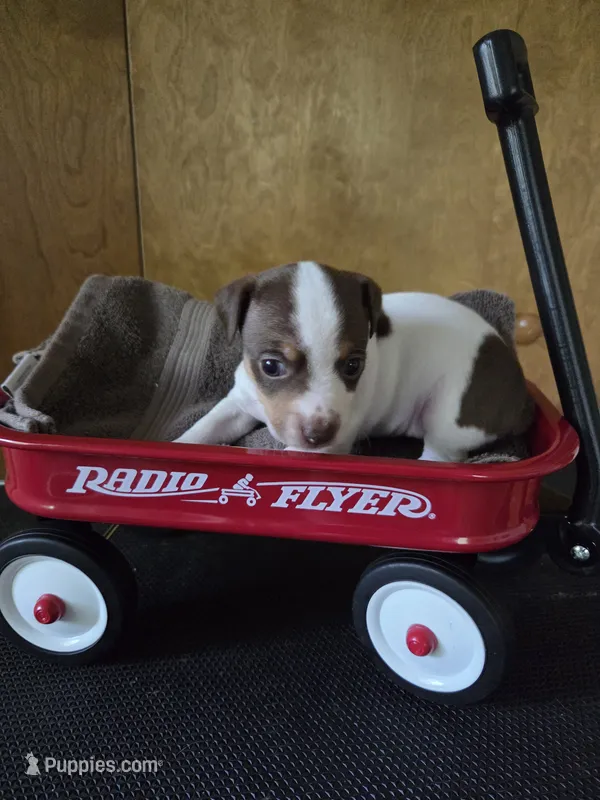 Girl 2 – Teddy Roosevelt Terrier puppy on hold in Bloomington, IL