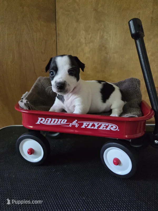 Boy 1 – Teddy Roosevelt Terrier puppy for sale in Bloomington, IL