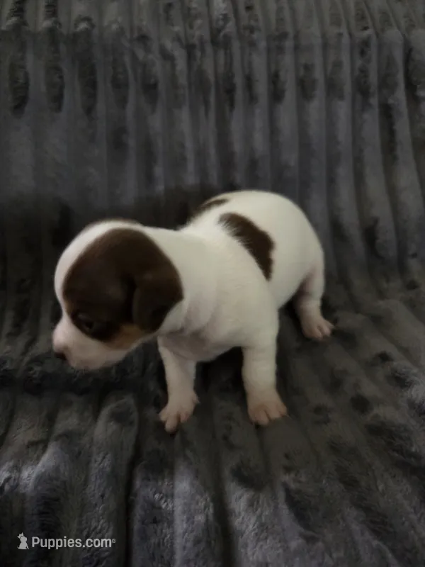 Girl 2 – Teddy Roosevelt Terrier puppy for sale in Bloomington, IL