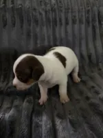 Girl 2, a female Teddy Roosevelt Terrier for sale in Bloomington, IL – 1 of 6