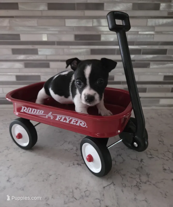 Boy 2 – Teddy Roosevelt Terrier puppy for sale in Bloomington, IL