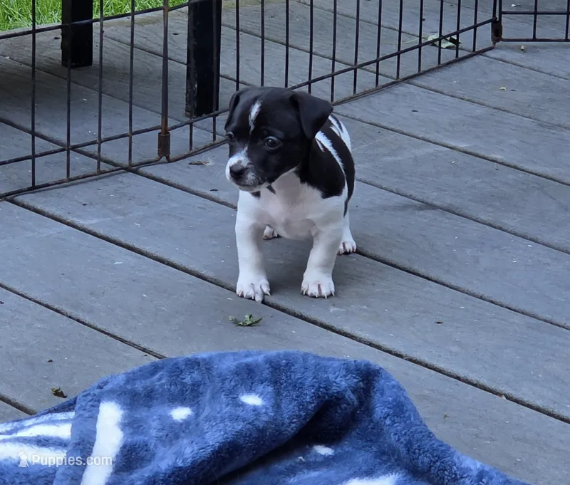 Girl 1 – Teddy Roosevelt Terrier puppy for sale in Bloomington, IL