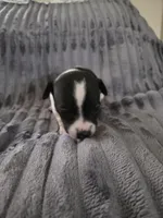 Boy 2, a male Teddy Roosevelt Terrier for sale in Bloomington, IL – 2 of 5