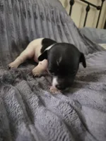 Girl 3, a female Teddy Roosevelt Terrier for sale in Bloomington, IL – 2 of 5