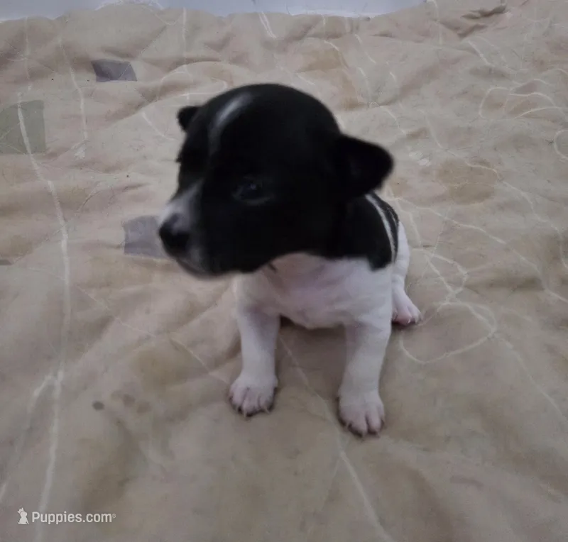 Girl 1 – Teddy Roosevelt Terrier puppy for sale in Bloomington, IL