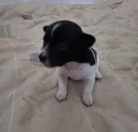 Girl 1, a female Teddy Roosevelt Terrier for sale in Bloomington, IL – 1 of 5
