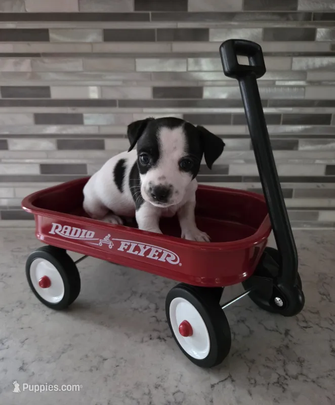 Boy 1 – Teddy Roosevelt Terrier puppy for sale in Bloomington, IL