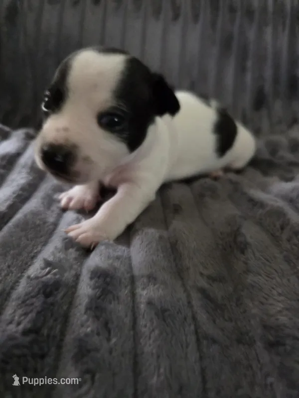 Boy 1 – Teddy Roosevelt Terrier puppy for sale in Bloomington, IL