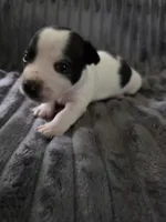 Boy 1, a male Teddy Roosevelt Terrier for sale in Bloomington, IL – 1 of 5
