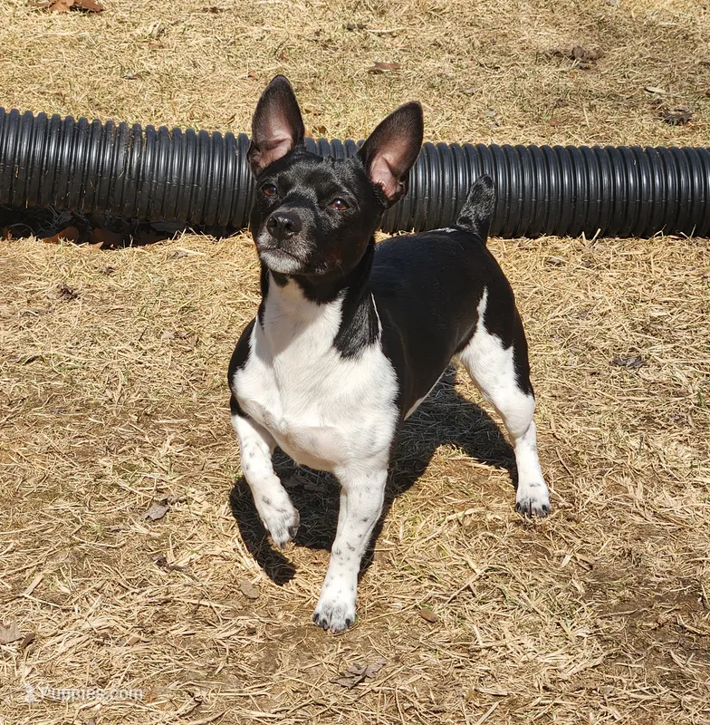 Boy 2 – Teddy Roosevelt Terrier puppy for sale in Bloomington, IL
