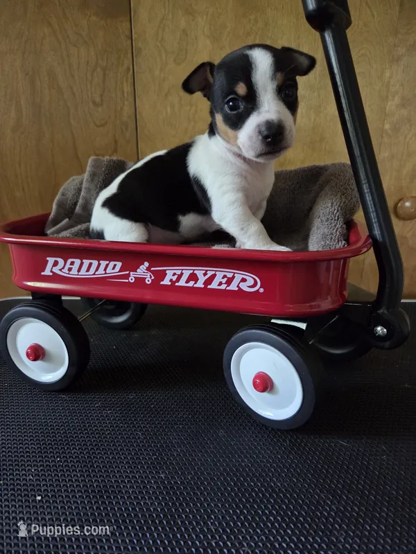 Boy 3 – Teddy Roosevelt Terrier puppy for sale in Bloomington, IL