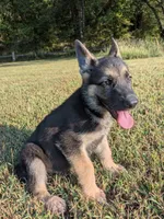 Rocky, a male German Shepherd Dog for sale in Centerville, TN – 2 of 3