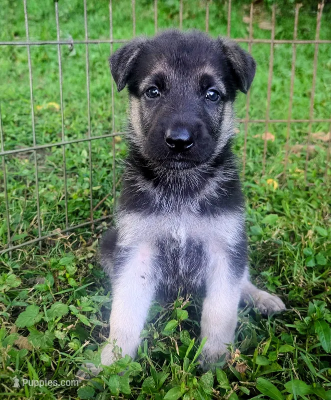 Max – German Shepherd Dog puppy for sale in Centerville, TN