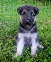 Max, a male German Shepherd Dog for sale in Centerville, TN – 1 of 1