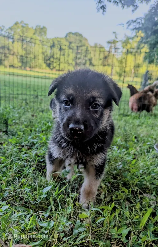 Bella – German Shepherd Dog puppy for sale in Centerville, TN