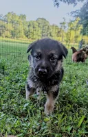 Bella, a female German Shepherd Dog for sale in Centerville, TN – 1 of 1