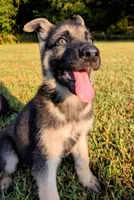 Rocky, a male German Shepherd Dog for sale in Centerville, TN – 3 of 3