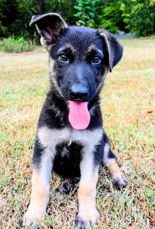 Buddy – German Shepherd Dog puppy for sale in Centerville, TN