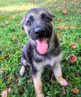Max, a male German Shepherd Dog for sale in Centerville, TN – 3 of 3